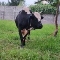 ورزا کوله حدود ۲۰۰ کیلو گوشت قواردار... قیمت مناسب