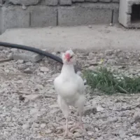 نیمچه خروس گلین