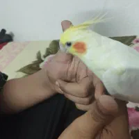 عروس هلندی ماده