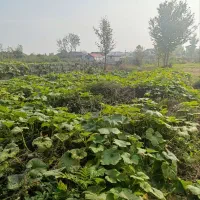 زمین مسکونی|فروش زمین و ملک کلنگی|لنگرود, |دیوار