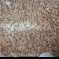 فروش جو مخلوط ذرت موجود یک تن