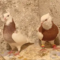 کبوتر  فروشی