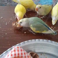 طوطی برزیلی کاکل زری|پرنده|تهران, باشگاه نفت|دیوار