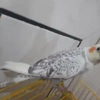 عروس هلندی ۴ماهه