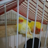 طوطی برزیلی مولد