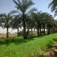 کلیه ی کارهای مربوط به نخل|خدمات باغبانی و درختکاری|اهواز, اهواز|دیوار