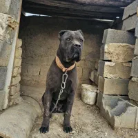 واگزاری سگ کنکورسو