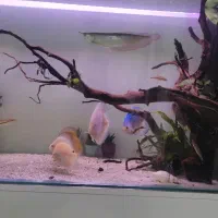 ماهی اروانا|ماهی|سنندج, |دیوار