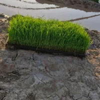 پرورش توم نشا