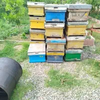 تعدادی کندو طبق وقاب توافقی