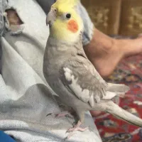 عروس هلندی سخنگو