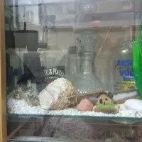 یک آکواریوم کامل،همراه ماهی