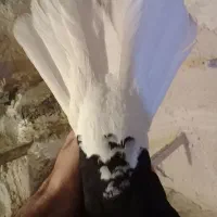 کبوتردمسفیدمادهبشرطتخمپرش|پرنده|الوند, |دیوار