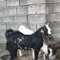 بز داشتی نژاد دار|حیوانات مزرعه|میناب, |دیوار