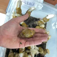 حلزون|خزنده|نیشابور, شهرک قدس|دیوار