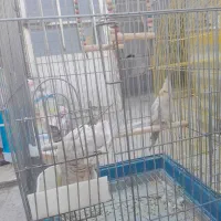 عروس هلندی|پرنده|اقبالیه, |دیوار