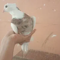 نر طوقی سرور|پرنده|زارچ, |دیوار