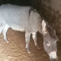 الاغ ۱و نیم ساله جوان مخصوص گله گوسفند