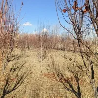 درخت|حراج|مبارکه, |دیوار