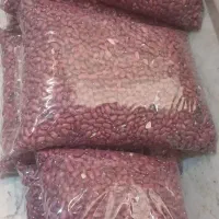 لوبیا قرمز کشت چهارمحال و بختیاری