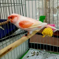 قناری موزاییکی نر مست