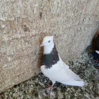 کبوتر|پرنده|تهران, آزادشهر|دیوار