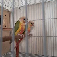 جفت گرینچیک آناناسی