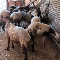 فروش گوسفند داشتی شیر کرده جوان