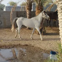 اسب مادیان با کره نریان