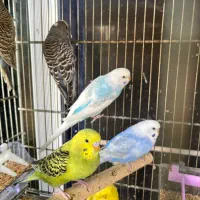 تنها فروشگاه گارانتی دار با ارسال رای*گان در شیراز|ماهی|شیراز, شهرک گلستان|دیوار