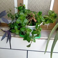 گلهای شاداب