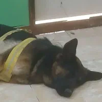 سگ ژرمن ماده|سگ|ساری, |دیوار