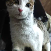 گربه گم شده در انتظار صاحب اصلی خودش