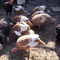 قوغازوبوقلمون محلی و برنز و بور بور