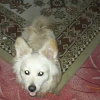 واگذاری دو تا اشپیتز نر 9 ماهه|سگ|فردیس, شهرک وحدت|دیوار