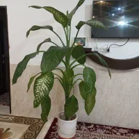 گل دیفن باخیا قیمت۹۵۰ تومان