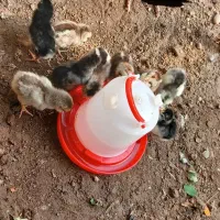 جوجه گلین|حیوانات مزرعه|دهلران, |دیوار