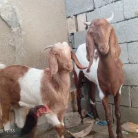 بز ماده آبستن به همراه کهره ماده حدود پنج ماهه|حیوانات مزرعه|نیک شهر, |دیوار