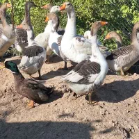 جوجه غاز ۷ماهه