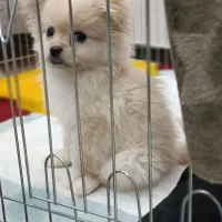 پت خانگی|سگ|بوکان, |دیوار