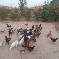 مرغ و بوقلمون|حیوانات مزرعه|دزفول, |دیوار