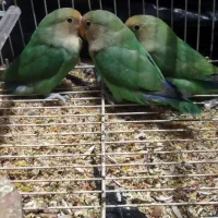 ۳ عدد طوطی بریزیلی بازیگوش|پرنده|تهران, یافتآباد|دیوار