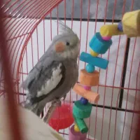 عروس هلندی ۹ماهه نر