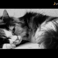 واگذاری گربه