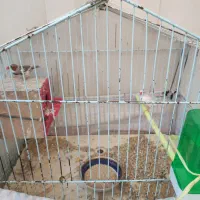 جفت مرغ عشق ـ جفت فنچ|پرنده|خوسف, |دیوار