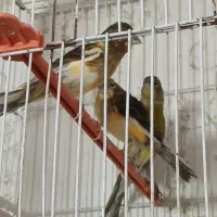قناری نر میخونه