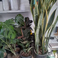 بار جدید گل های آپارتمانی به مناسبت روز مادر