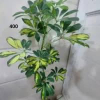 فروش انواع گل و گیاه طبیعی|گل و گیاه طبیعی|نمین, |دیوار