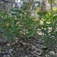 نهال انبه پیوندی|خدمات باغبانی و درختکاری|قصرقند, |دیوار