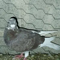 3عددکبوتر